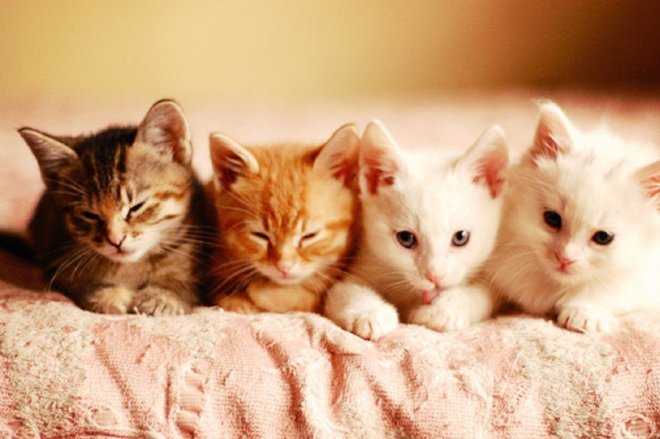 I tried to find a funny uterus/fibroid image - THEY DON'T EXIST - instead I found more squick-worthy photos of surgeries. Please don't search for those things. Here are some kittens instead.